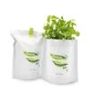 Peas Growing Kit -Winter Decor Store 19050380 peas growing kit