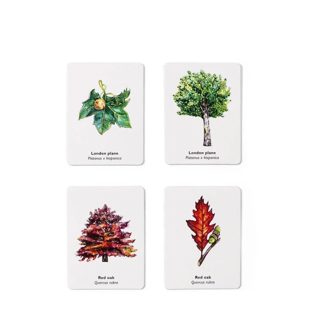 Match A Leaf A Tree Memory Game 4 Match A Leaf A Tree Memory Game - Image 2